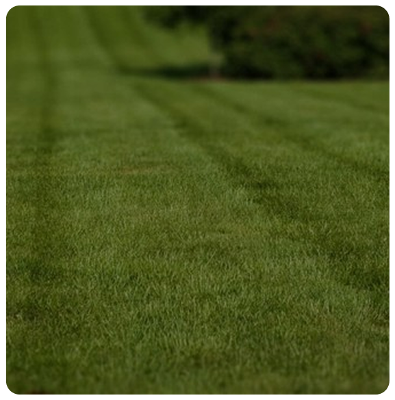 Clube imagens gramado
