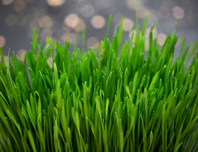 Hidrossemeadura_ Como funciona sua aplicação