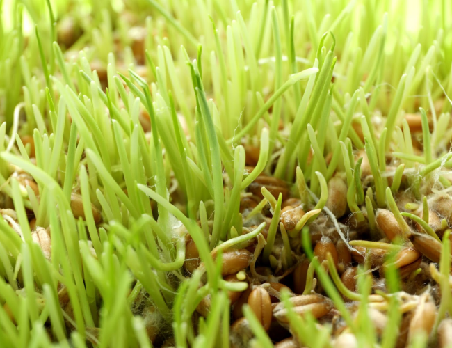 Melhores sementes para hidrossemeadura