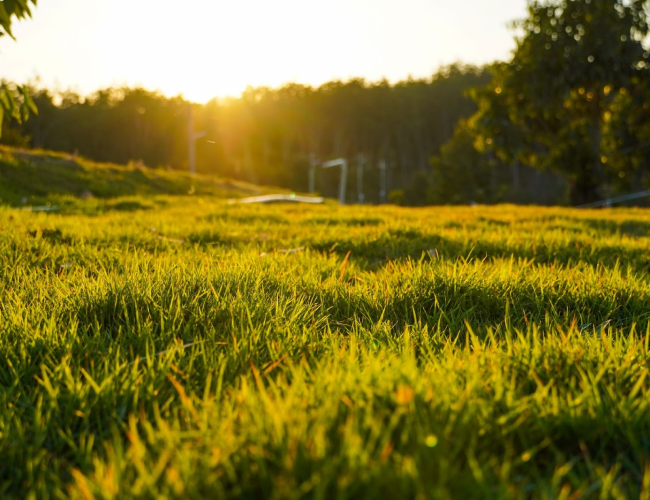 O que significa Grama Esmeralda dentro da Hidrossemeadura_