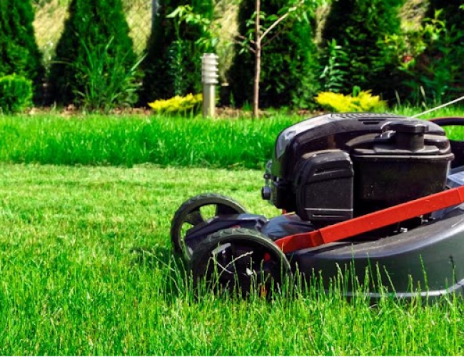 Quando cortar a grama_