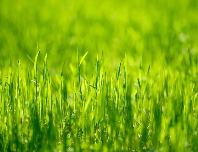 Quanto custa a Hidrossemeadura_ Preços e Comparações